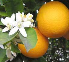 neroli oil