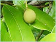 nutmeg oil
