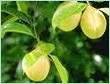 nutmeg oil