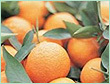 orange-sweet oil