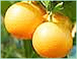 orange sweet oil