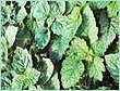 patchouli molecular oil