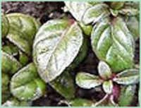 Pennyroyal Oil