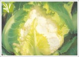 Hybrid Cauliflower Seed
