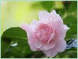 rose oil
