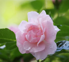 rose absolute oil