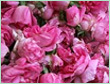rose oil