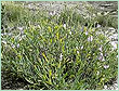 sage-spain oil