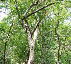sandalwood-india-oil - Santalum Album, Brown, 99.5% Purity | Aromatherapy, Perfumery, Therapeutic Uses