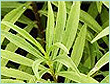 tarragon-oil
