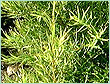 tea-tree-oil