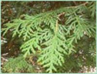 Thuja-oil