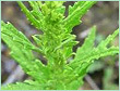 verbena oil