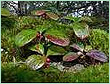 wintergreen oil