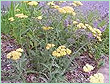 yarrow-oil