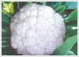 Hybrid Cauliflower Seed - White Curd 0.6-0.7kg, 40-50 Days Maturity | Early Maturing, Summer Suitable, Disease Resistant