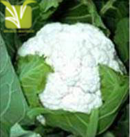 Hybrid Cauliflower Seed