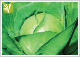 Hybrid Cabbage Seed