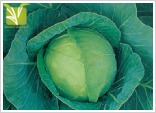 Hybrid Cabbage Seed