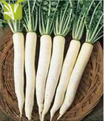 Hybrid Radish Seed