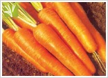 Hybrid Carrot Seed