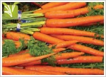 Hybrid Carrot Seed