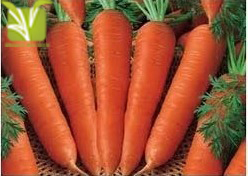 Hybrid Carrot Seed