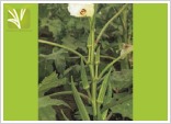 Hybrid Okra Seed