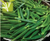 Hybrid Okra Seed
