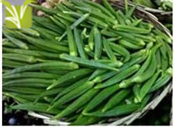Hybrid Okra Seed