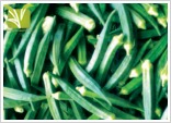 Hybrid Okra Seed
