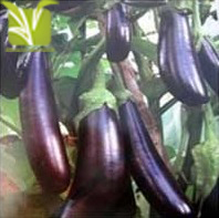 Hybrid Egg plant (Baigan) Seed