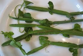 Cissus Quadrangularis