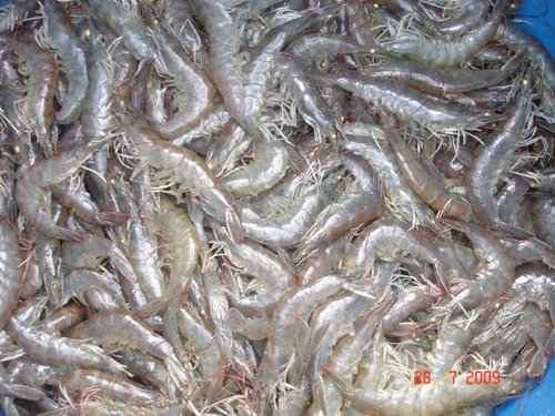 Vannamei Prawn