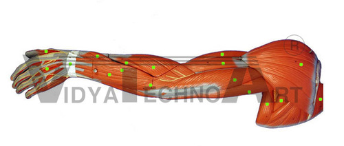 Arm Muscle Models