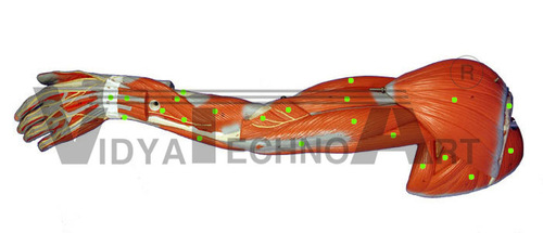 Arm Muscle Models