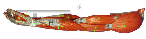 Arm Muscle Models