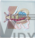 Biological Model