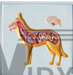 The Relief Model Of Dog Dissection
