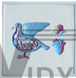 Biological Model