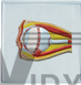 The Relief Model Of Eye Dissection