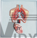 Biological Model
