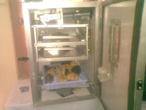 Fully Automatic Eggs Hatcher - Hilam Sheet, 150 Eggs Capacity | Auto Temperature, Humidity Control, Auto Turning, ISI Mark