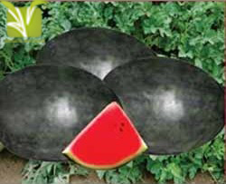 Hybrid Water Melon (Tarbuja) Seed - Ice-Box Size 2-3kgs