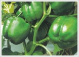 Hybrid Capsicum Seed