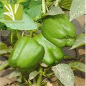 Hybrid Capsicum Seed