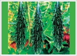Hybrid Bitter Gourd Seed