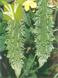 Hybrid Bitter Gourd Seed