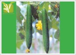 Hybrid Sponge Gourd Seed