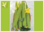 Hybrid Sponge Gourd Seed